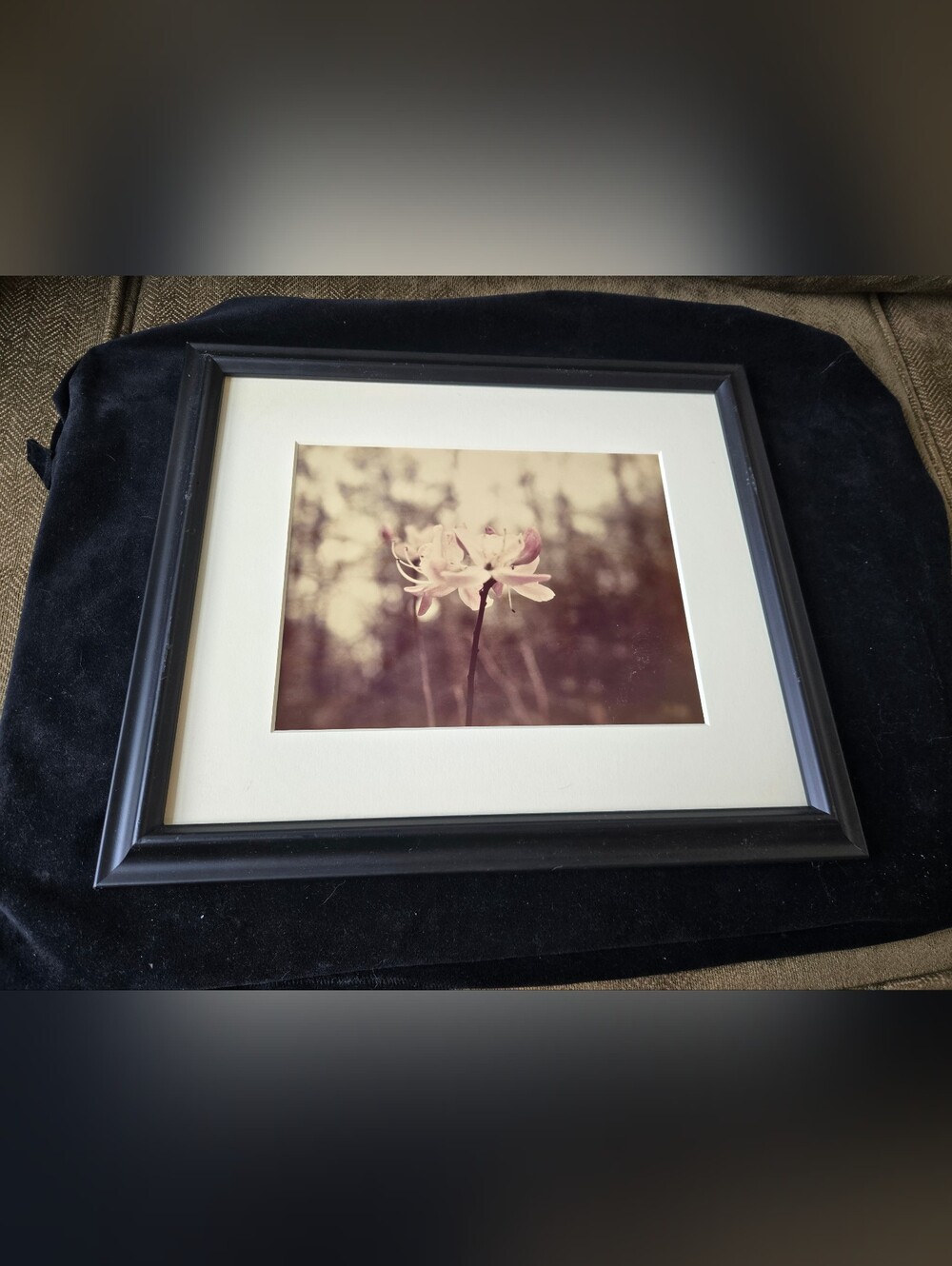 Pink Floral Framed Photograph in Black Frame